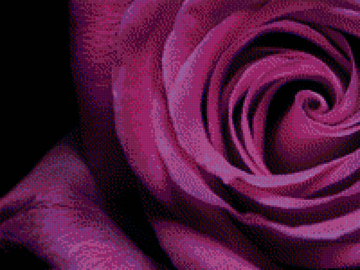 роза - роза, цветы - предпросмотр