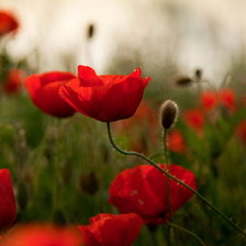 Схема вышивки «маки»