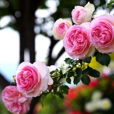 Схема вышивки «веточка роз»