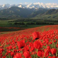 Схема вышивки «Маки Тянь-Шаня»