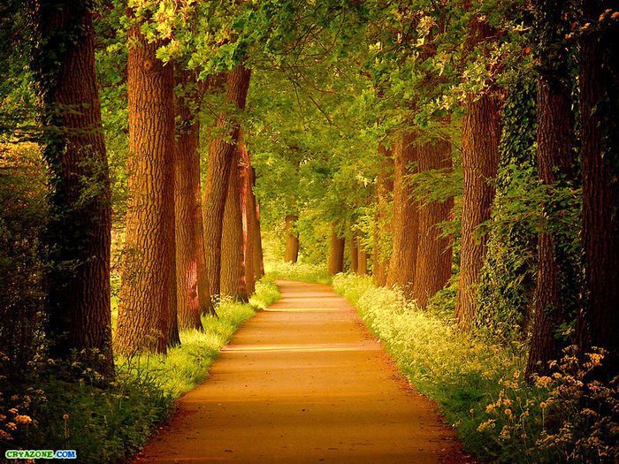 Тропа в лесу - тропа, деревья, дорога, лето, лес - оригинал