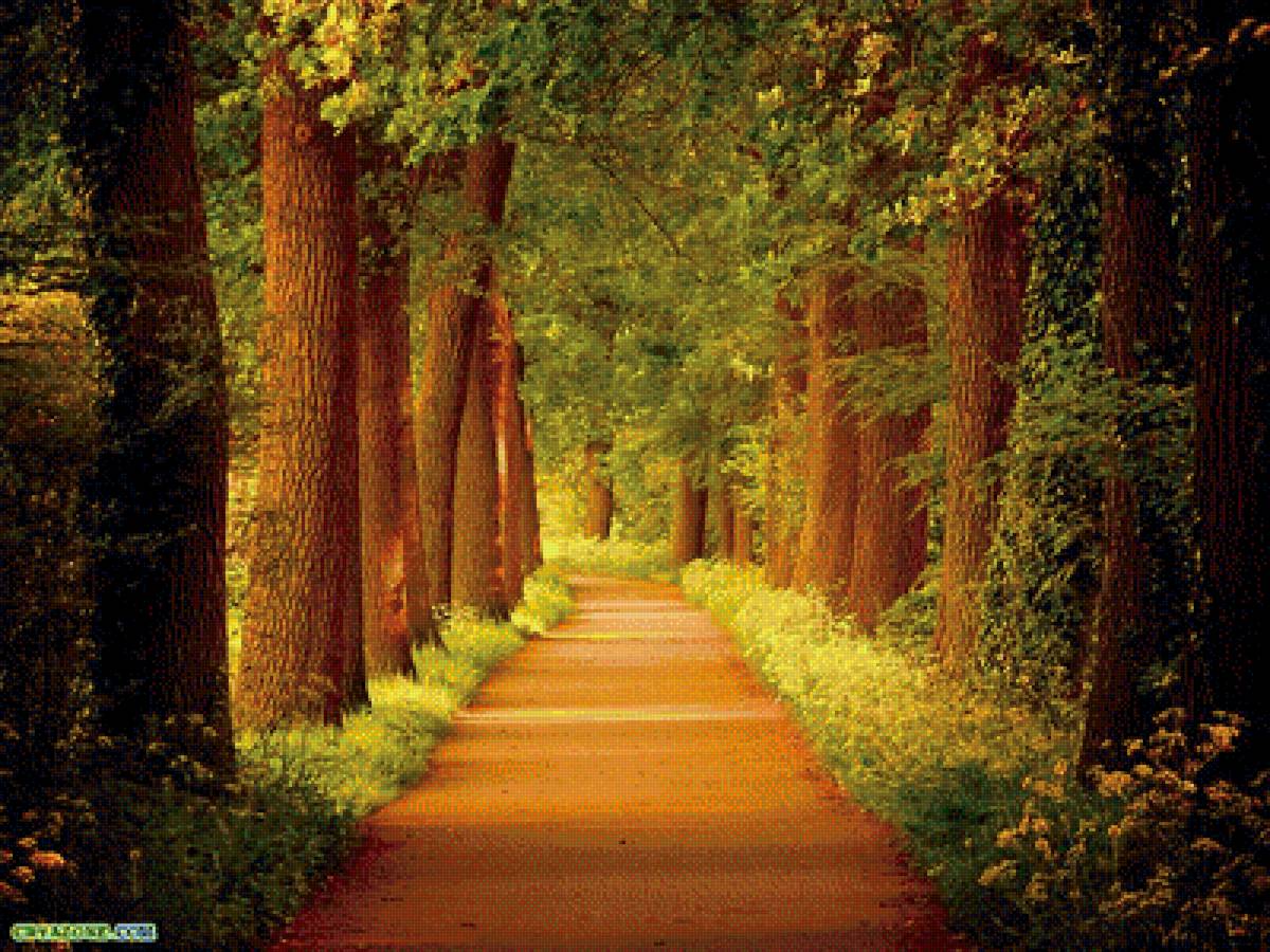 Тропа в лесу - тропа, дорога, лес, деревья, лето - предпросмотр