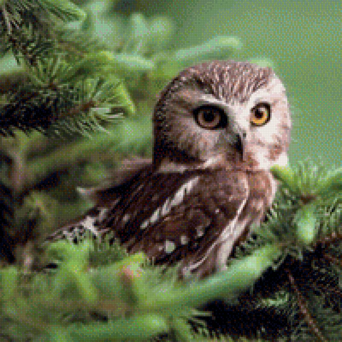 сова - птицы - предпросмотр