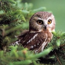 Схема вышивки «сова»