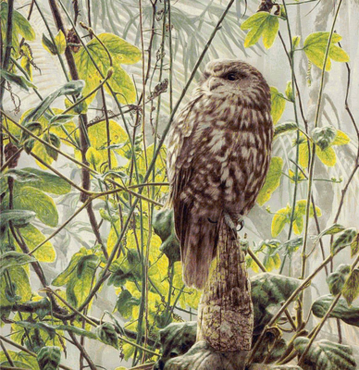 205 - пернатые - предпросмотр