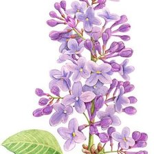 Схема вышивки «веточка сирени»