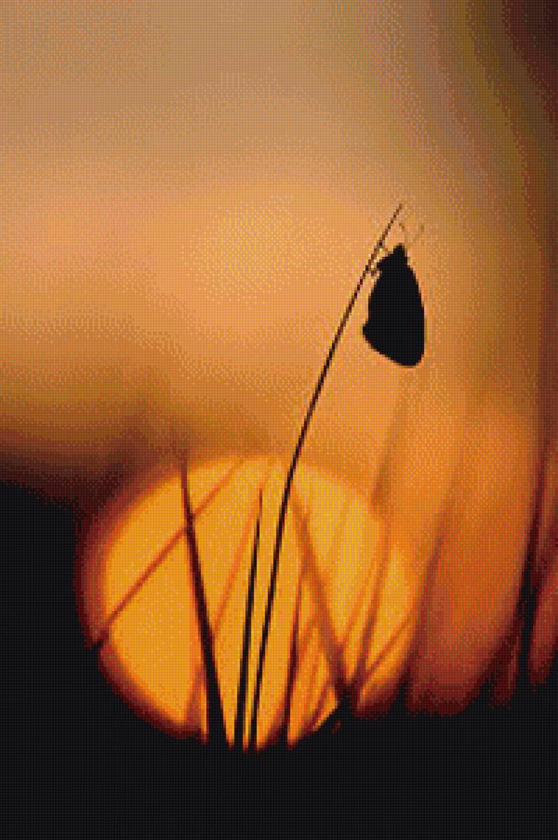 Закат солнца - солнце, мотылек, закат, вечер - предпросмотр