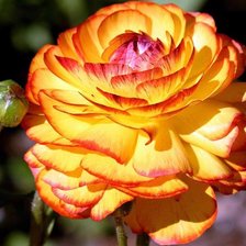 РОЗОЧКА КРАСАВИЦА