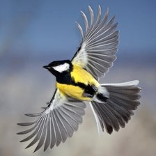 Схема вышивки «синичка в полете»