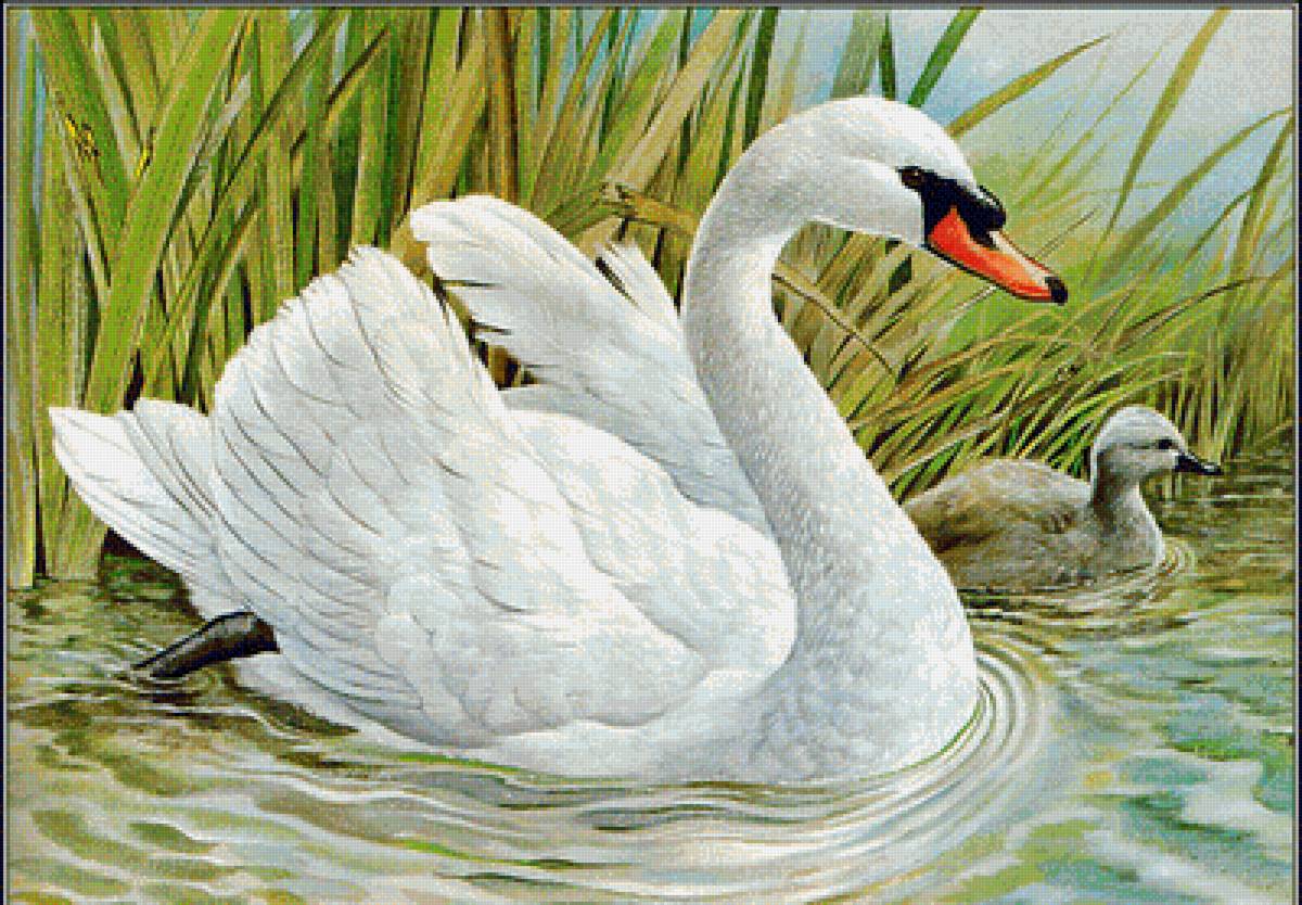 лебедь - птицы, лебедь - предпросмотр