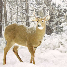 Схема вышивки «209»