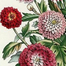 Схема вышивки «Георгины»