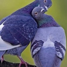 Схема вышивки «Голуби»