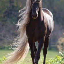 Схема вышивки «лошадь»