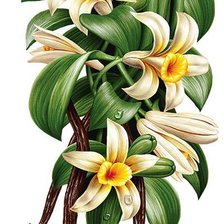 Схема вышивки «Ваниль»