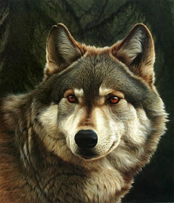 Волк - животные, волк - оригинал