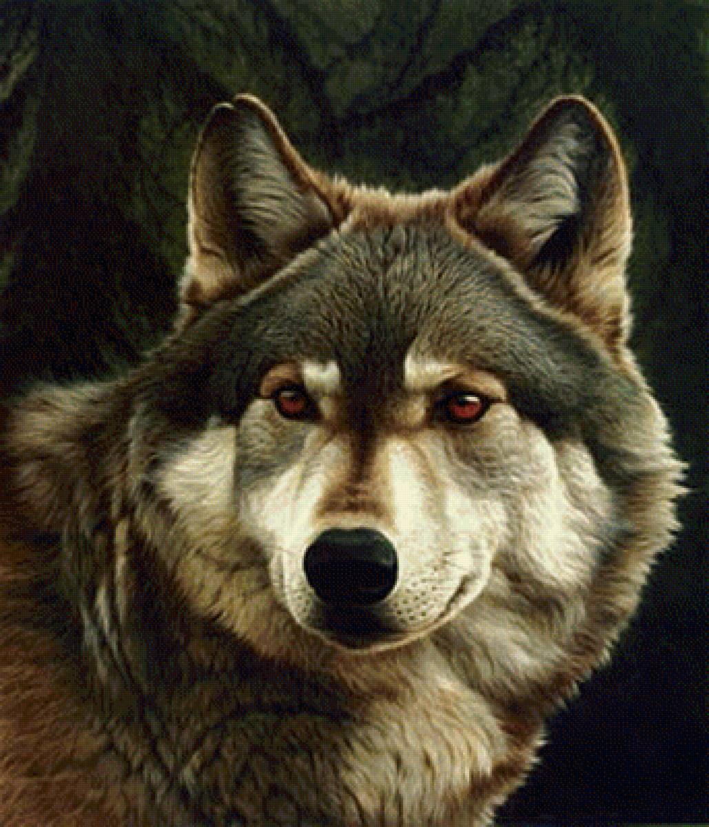 Волк - животные, волк - предпросмотр