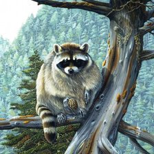 Схема вышивки «Енот»