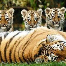 Схема вышивки «Тигры»