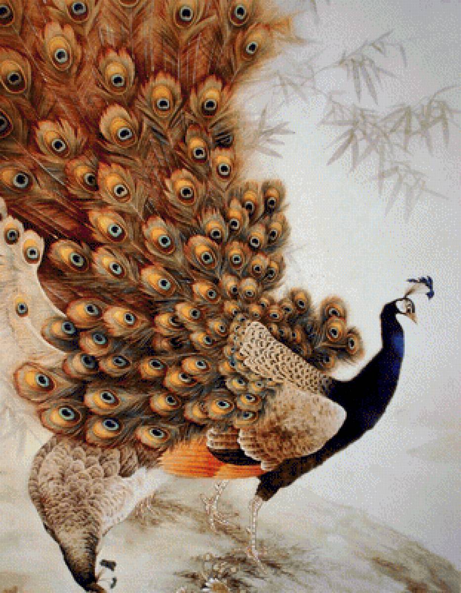 №1264942 - перья, птицы, природа, павлин - предпросмотр