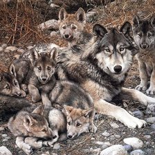 Схема вышивки «Семейство волков»