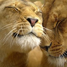 Схема вышивки «Львиная любовь»