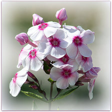 Схема вышивки «№1265065»