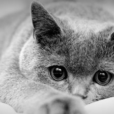 Схема вышивки «кошечка»