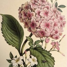 Схема вышивки «№1265454»