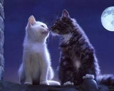 Схема вышивки «под луной»