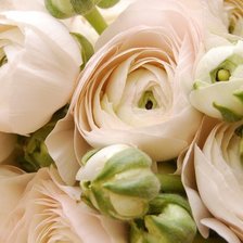 Схема вышивки «цветы ранункулюс»