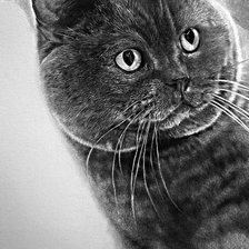 Схема вышивки «Домашние любимцы»