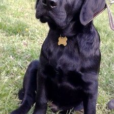 черный лабрадор Елисей