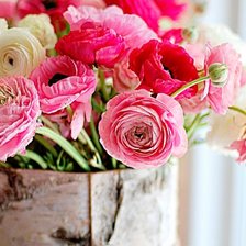 Схема вышивки «Розовые ранункулюсы»