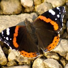 Схема вышивки «бабочка»