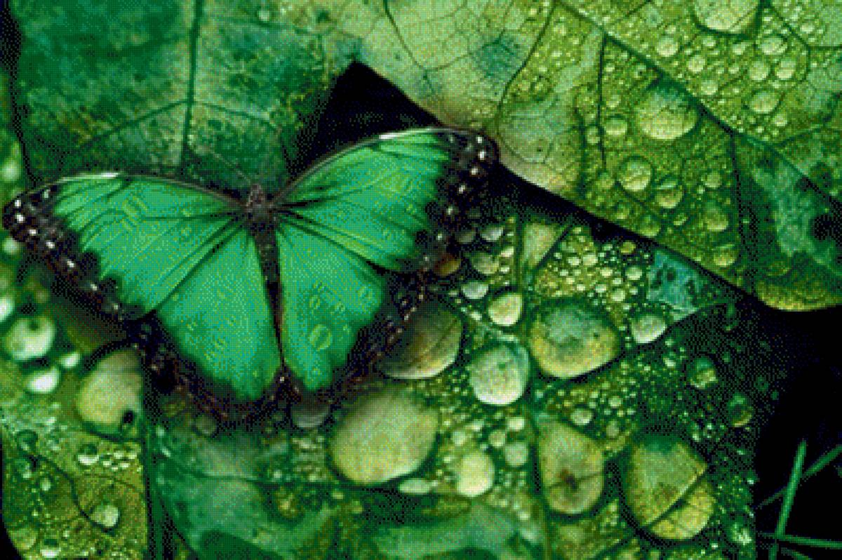 бабочка - бабочки - предпросмотр