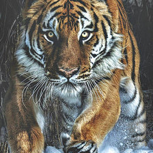 Схема вышивки «№1268154»