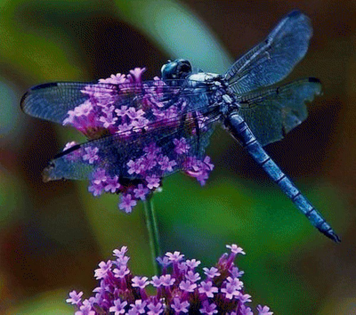 стрекоза - стрекоза - предпросмотр