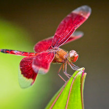 Схема вышивки «стрекоза»