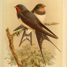 Схема вышивки «№1269559»