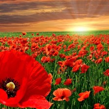 Схема вышивки «маковое поле2»