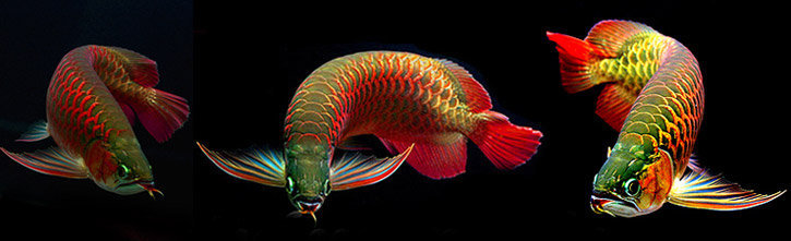 арованы - рыбы, богатство - оригинал