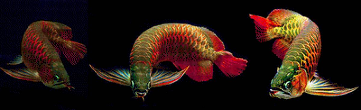 арованы - рыбы, богатство - предпросмотр