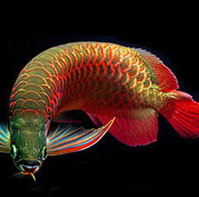 Схема вышивки «арованы»