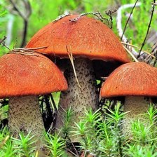 Схема вышивки «грибочки гамма»