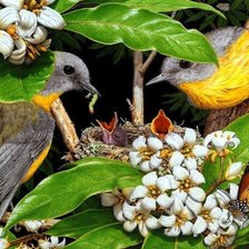 Схема вышивки «Уютное гнёздышко.»