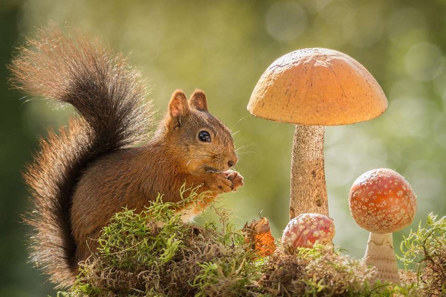 Лесные жители. - грибы, звери, лес, природа - оригинал