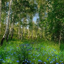 Схема вышивки «Березовая роща»