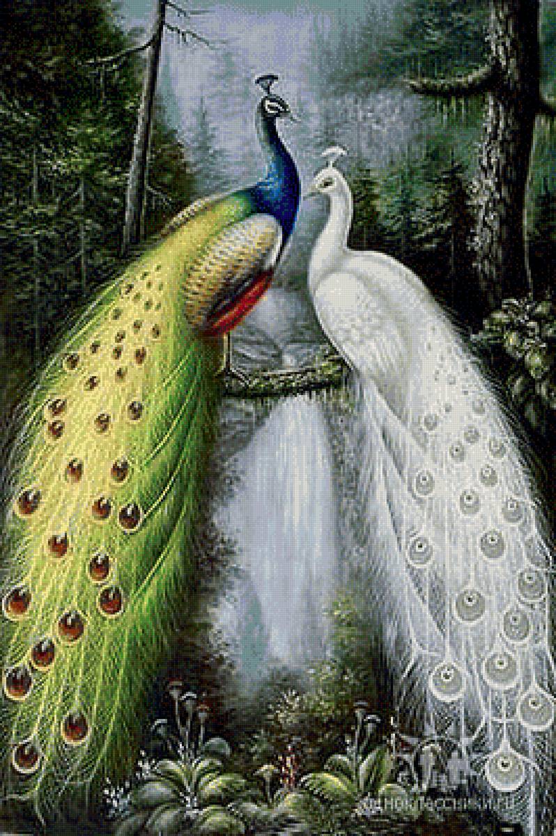 Павлины - павлин, птицы - предпросмотр