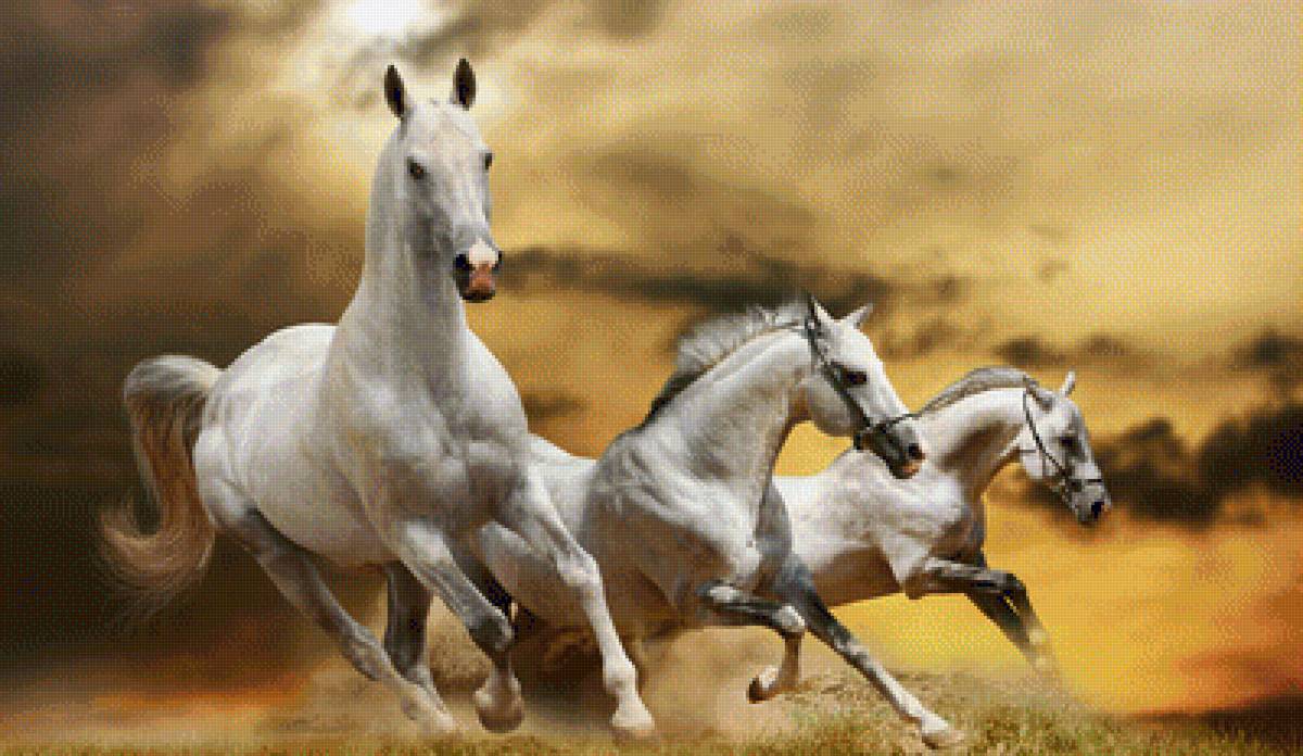 кони - кони, лошади - предпросмотр